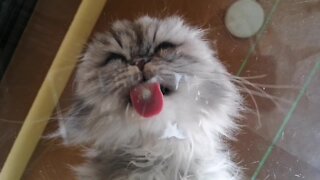 Hungry Cat Gets All Messy Licking Up Milk On Table