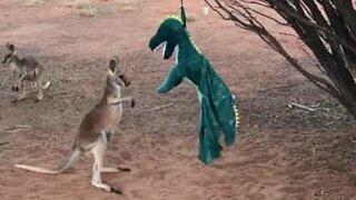 Baby kangaroo fights stuffed dinosaur