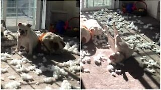 Bulldog distrugge il suo peluche preferito!