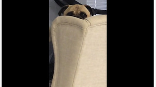 Creepy dog stares at owner's food from behind chair