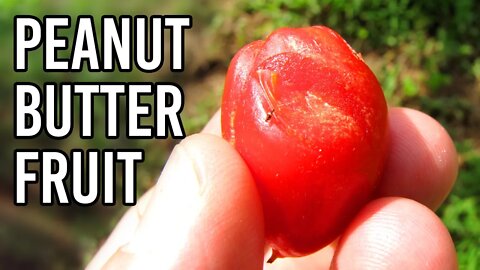 Peanut Butter Fruit! | Fruits You've Never Heard Of | Bunchosia argentea