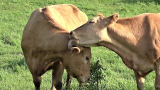 These affectionate cows are the best of friends