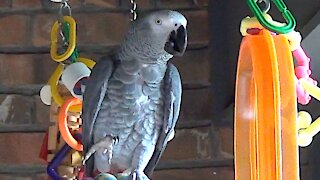 Talking parrot decides to make a disgusting noise