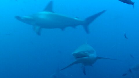 Large shark trailing hook & line swims past scuba diver