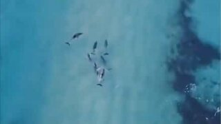 Drone footage of dolphins surfing in Australia