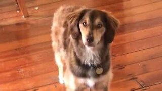 Dog tries to get owners' attention at all costs