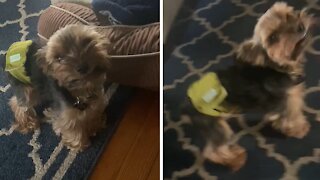 Yorkie puppy can't stop smiling in excitement
