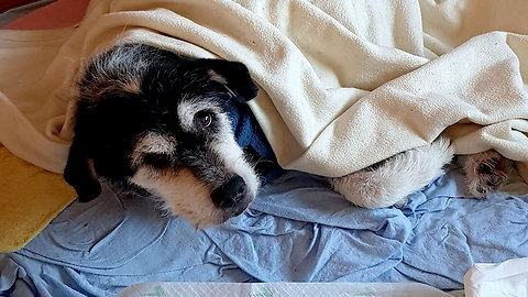 Alone for 6 Weeks After Owner Unexpectedly Dies - starving pup refuses to leave his side