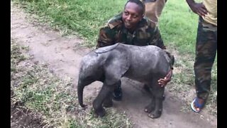 Elefantino nato prematuro soccorso da un elicottero