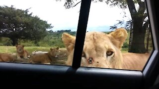 Shot on iPhone meme Lion opens car door