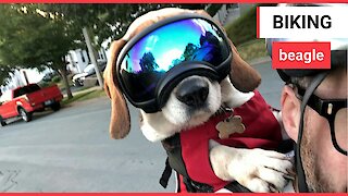 Dog cruises around town in goggles