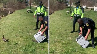 Police rescue 13 ducks from a parking lot