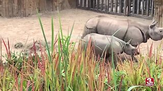 Henry Doorly Zoo Celebrates First Birthday of Baby Rhino
