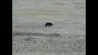 Black Bear Walking In Circles