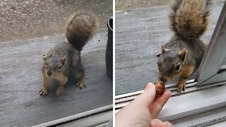 Friendly squirrel stops by for daily snack