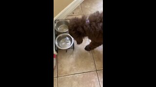 Puppy obsessed with putting paws in water bowl