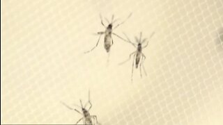 Deadly Virus: Does Wisconsin Need To Worry About EEE?