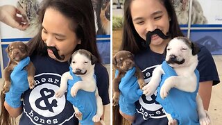 Handle-Bark Moustache! Adorable Puppy With Hilarious Moustache Marking Up For Adoption