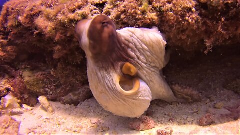 This octopus is one of the most sophisticated predators on earth
