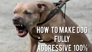How to train a dog to become aggressive