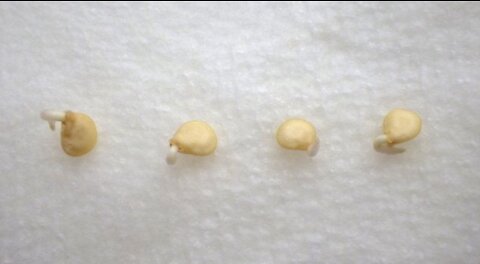 Germinating Seeds in Paper Towel