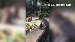 Cheeky Monkey Cannot Escape Its Mother