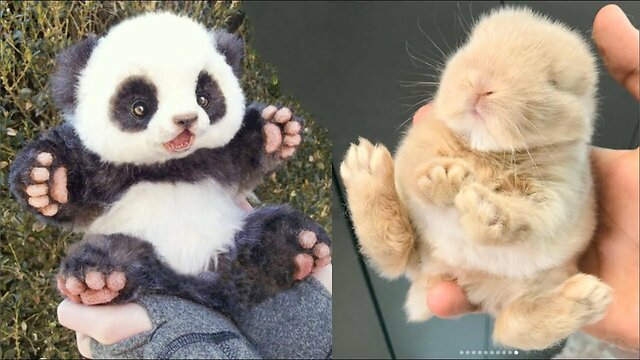 Cute Baby Animals Videos Compilation Cute Moment Of The Animals Cutest Animals On Earth 2