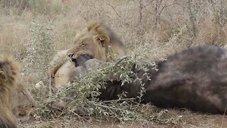 Pride Of Lions Brutally Suffocate A Buffalo To Death While Eating It Alive