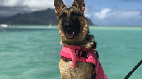 Puppy loves the ocean and can't wait to get it