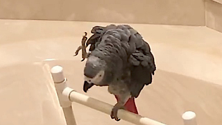 Talking parrot has incredibly adorable wave