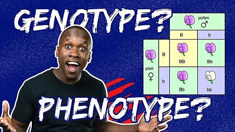 Genotype, Phenotype and Punnet Squares Made EASY!