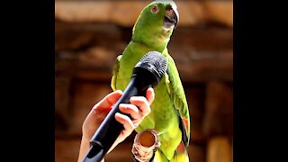 Singing,​ Talking & Laughing Funny Smart Parrots​ Viral Videos