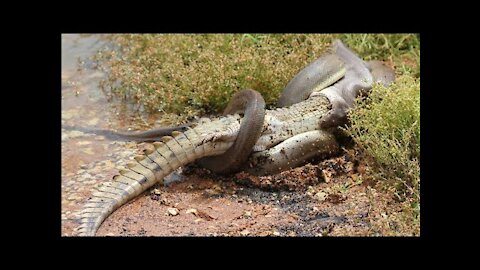 Anaconda fight with crocodile | wild animal