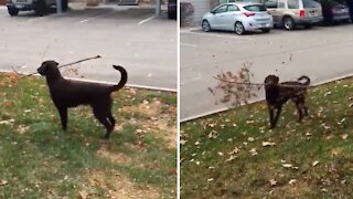 Puppy carrying tree branch can't contain his excitement