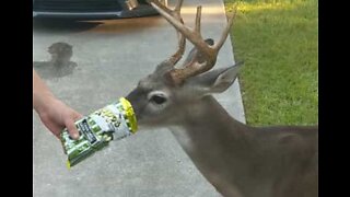 Hungry deer gatecrashes wedding for snack