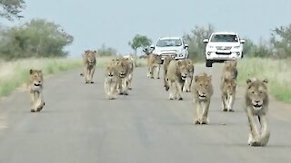 Lions Walk In The Road | Kings are Walking