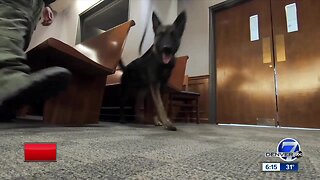 Meet Nuke, Arapahoe County's first bomb-sniffing dog