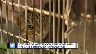 West Bloomfield couple gets probation after 178 cats removed from home