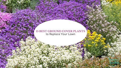 15 Best Ground Cover Plants to Replace Your Lawn
