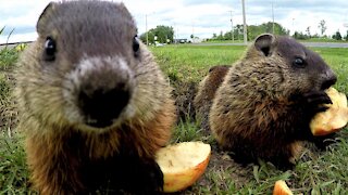 Baby gophers smack their lips adorably as they munch on apple slices