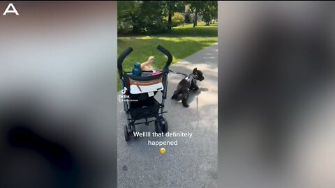 Dog’s Leash Yanks Baby Stroller Over With Toddler Still Sitting In It