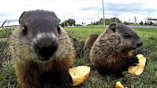Adorable groundhog babies share apple slices in the sunshine