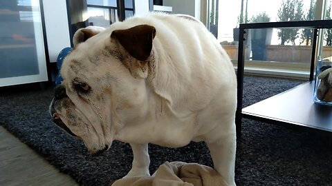 Bulldog participates in blanket treat game