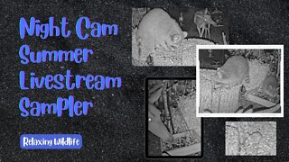 Summer Night Cam Livestream Sampler