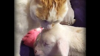 Orphaned Lamb Loves His Cat Friend, William
