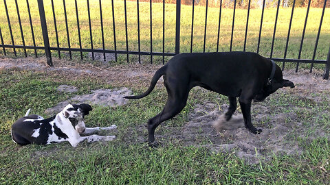 Digging Great Dane Showers Puppy With Dirt