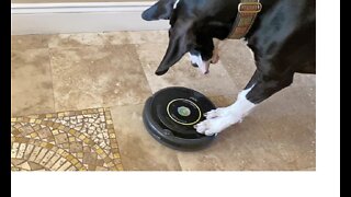 Great Dane puppy really wants to ride robot vacuum`