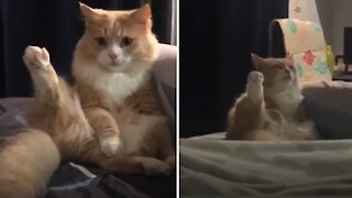 Adorable kitty is definitely a true yoga master
