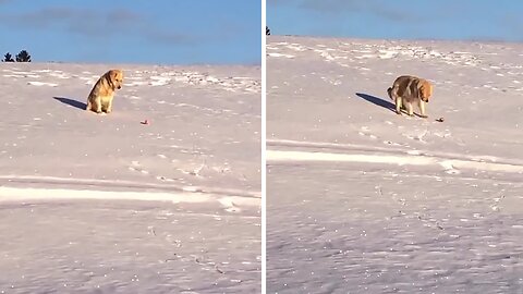 Playful dog finds joy in solo adventures