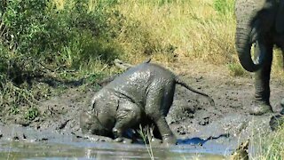 Clumsy baby elephant looks embarrassed after falling face first into the mud